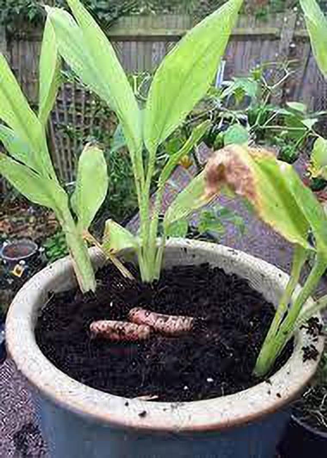 ABEFARIYA Turmeric Plant sapling
