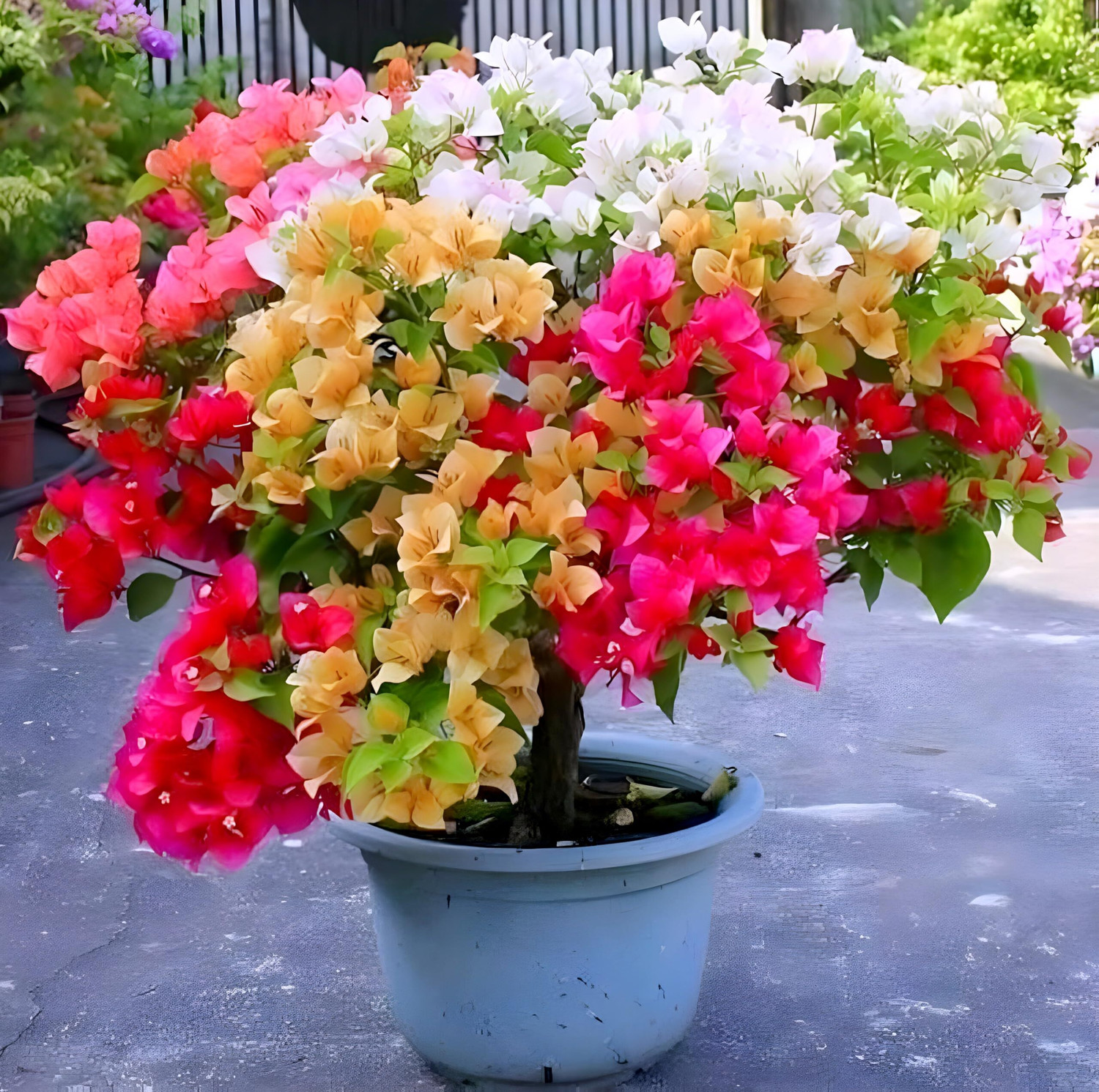 Image of PAJUSDYASI Bougainvillea Plant sapling