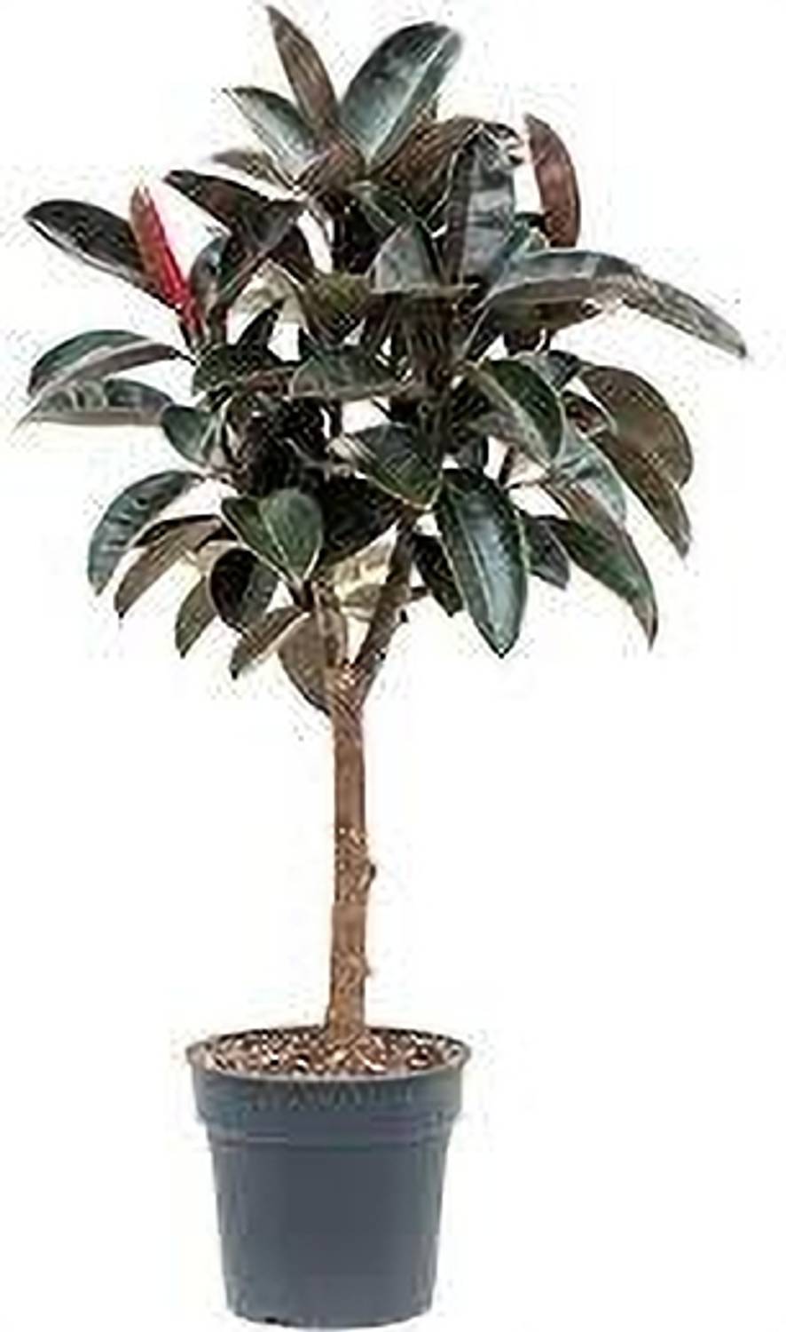 ABEFARIYA Rubber Tree sapling