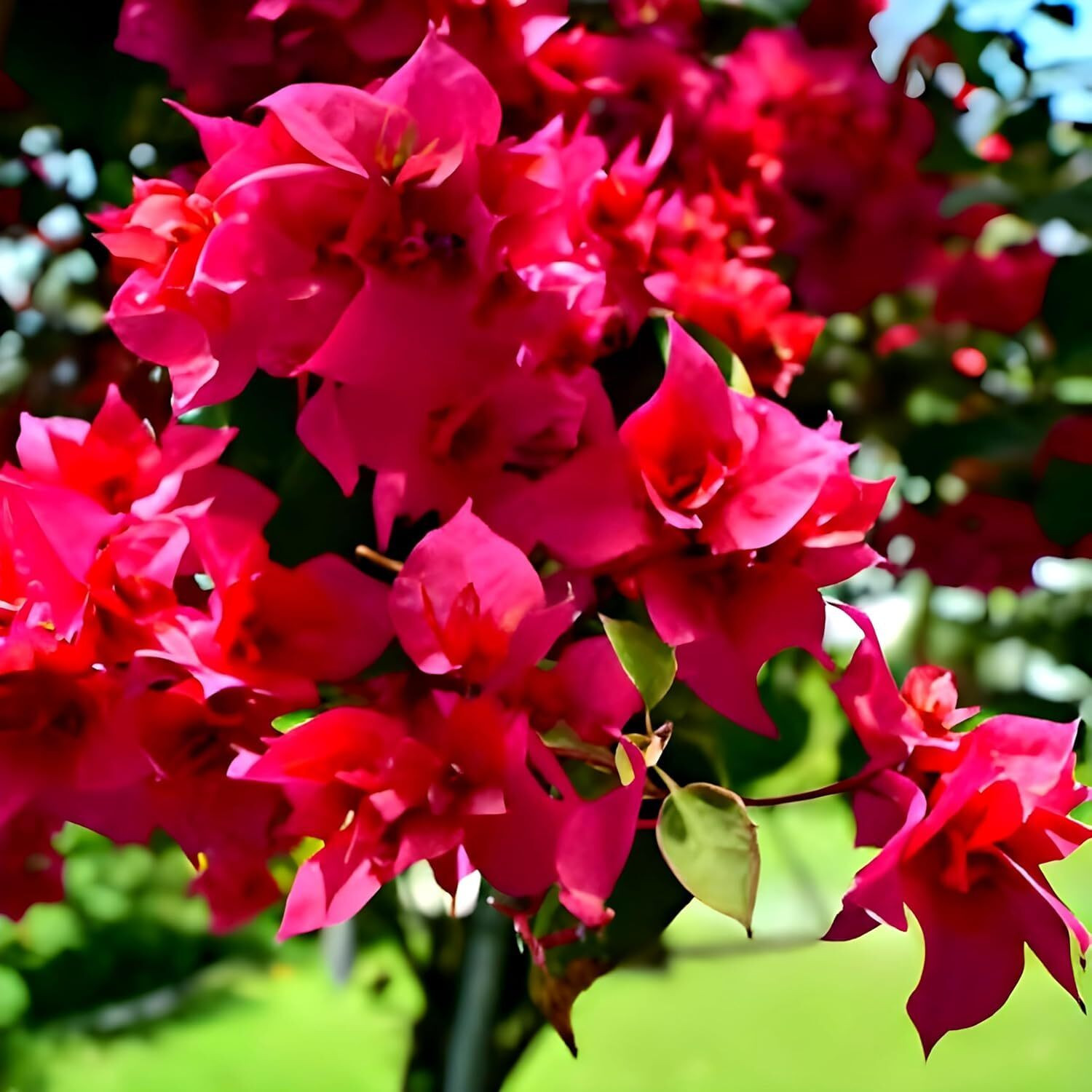 Image of PAJUSDYASI Bougainvillea Plant sapling