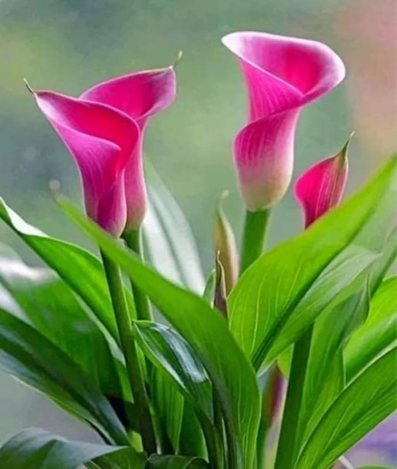 Image of Boltu Peace Lily Plant