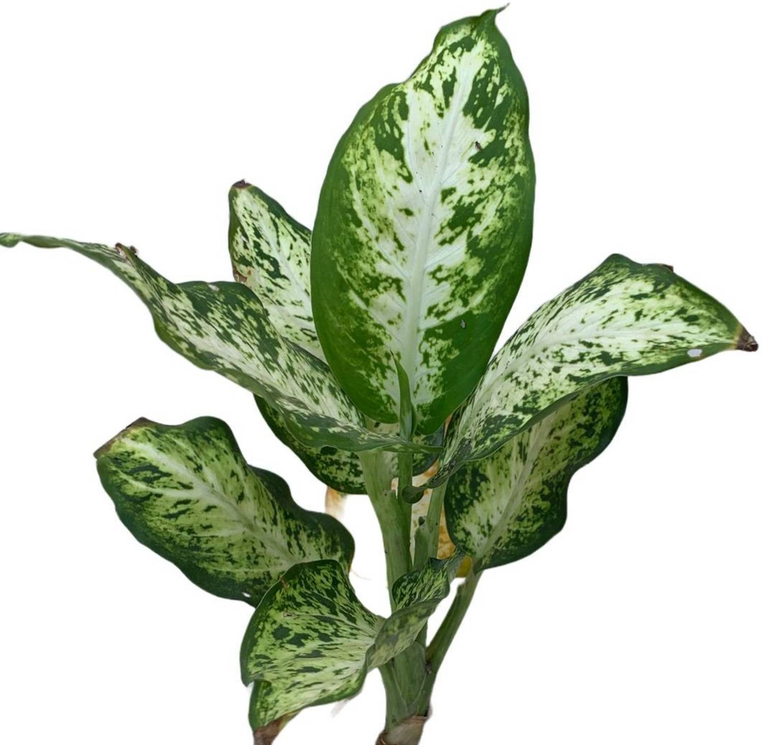 Aakhtar Enterprises Dieffenbachia Plant sapling