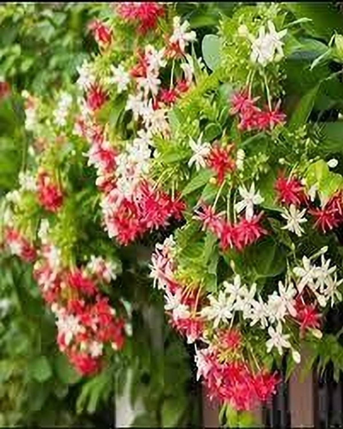 ALOCHUZ Madhumalti/Rangoon Creeper sapling
