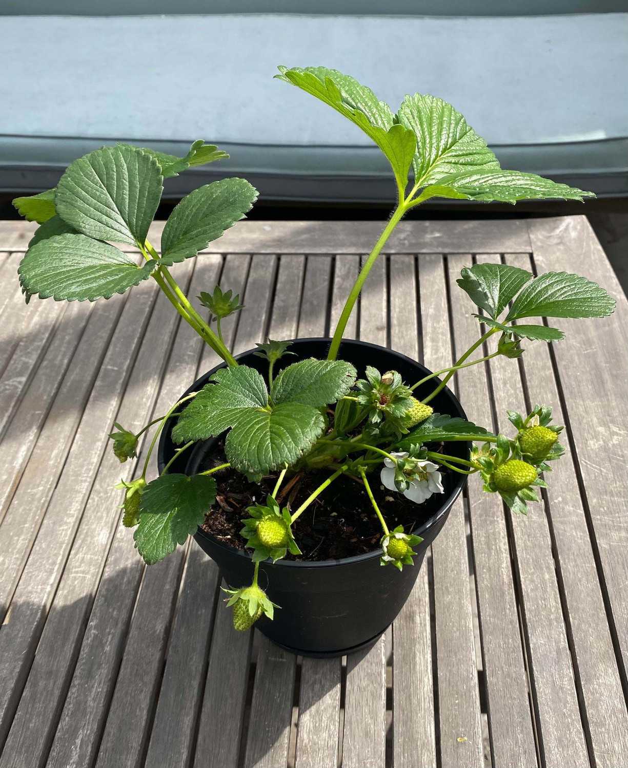Image of Wrenna Strawberry Plant