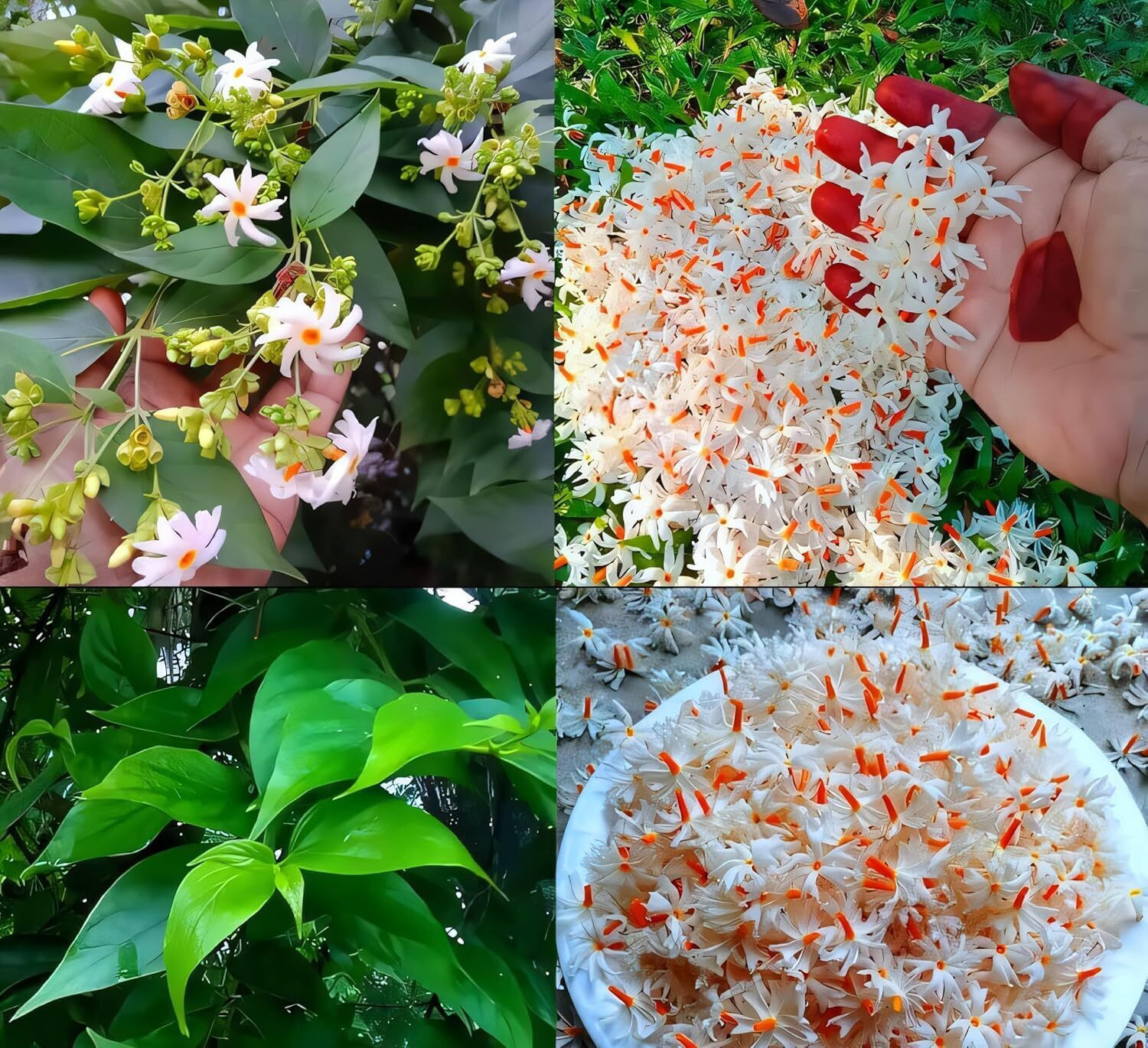Image of SBGARDEN Parijat /Harsingar Plant sapling