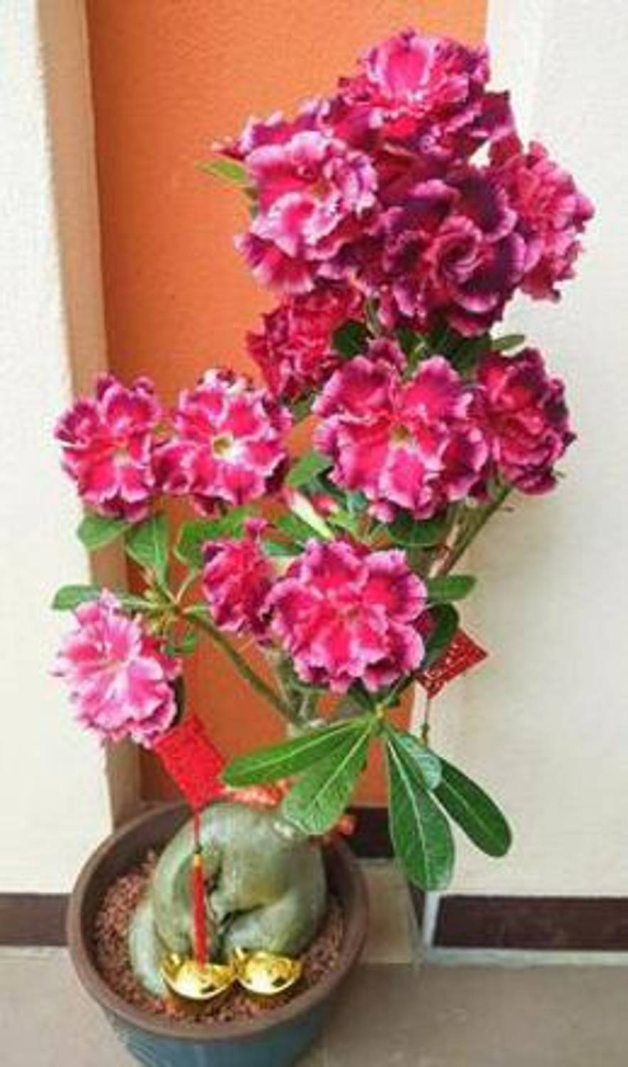 ABEFARIYA Adenium Plant sapling
