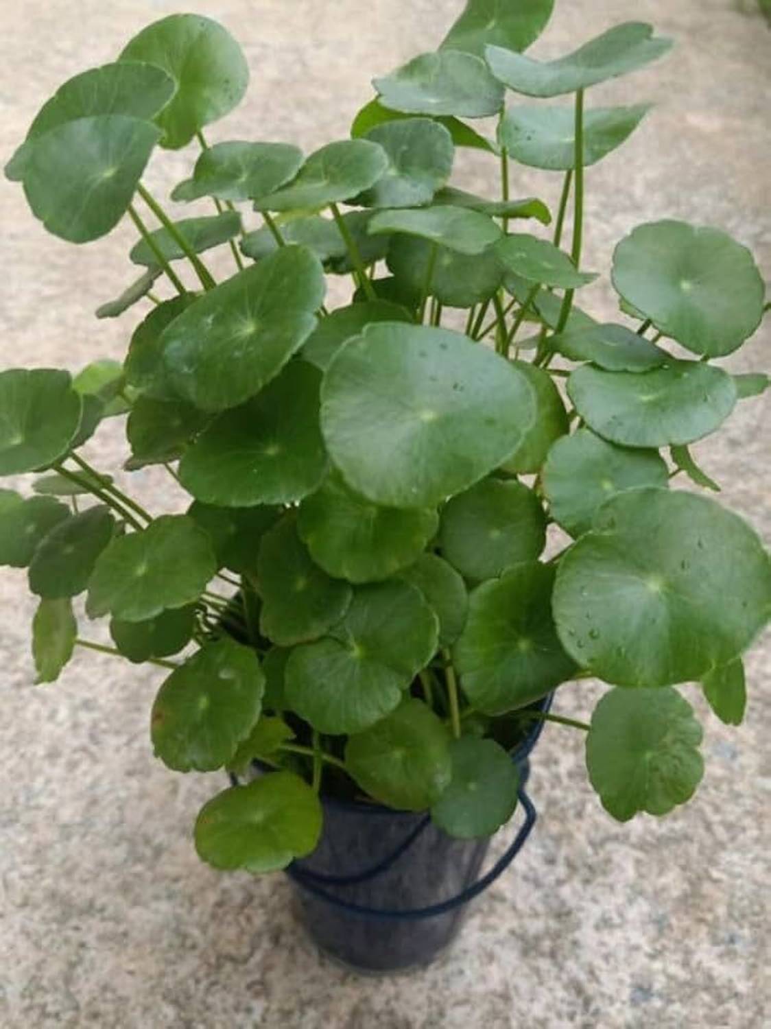 BJUBAS Pilea Plant  sapling