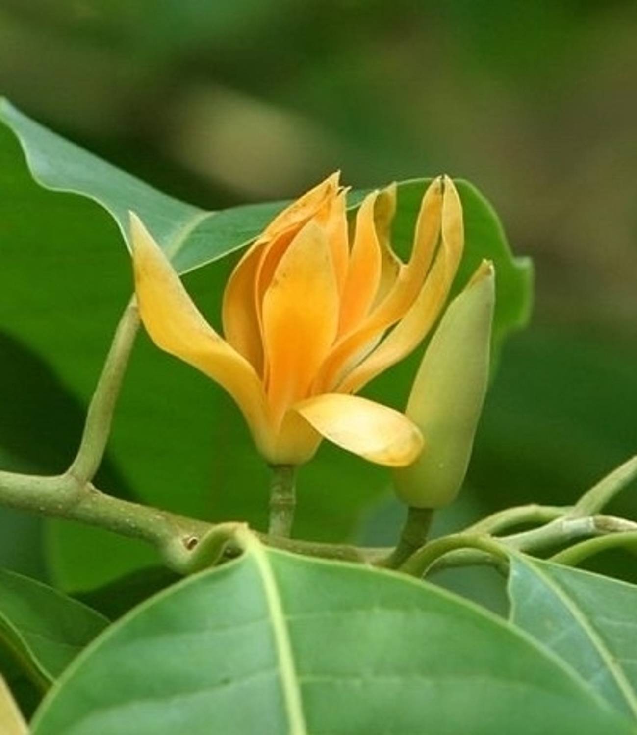APOSOLUARD Golden Champa Plant  sapling