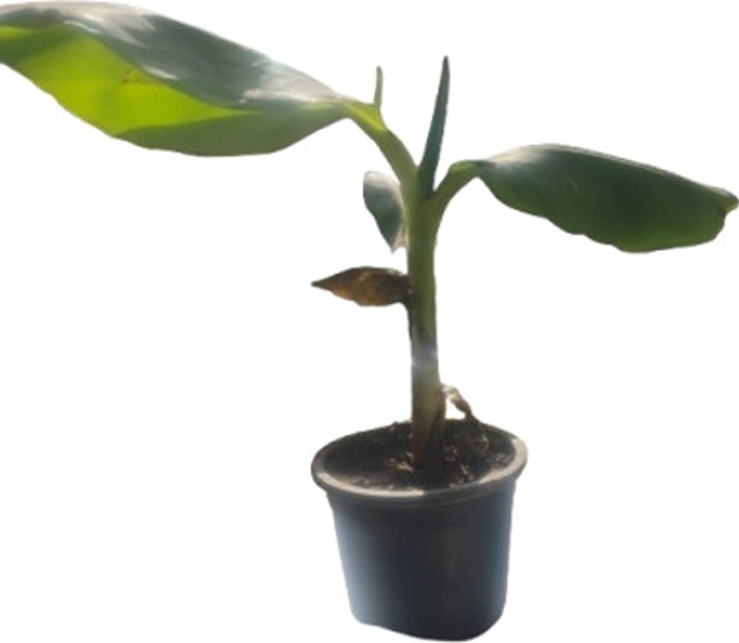 BerryBreeze Banana Plant sapling