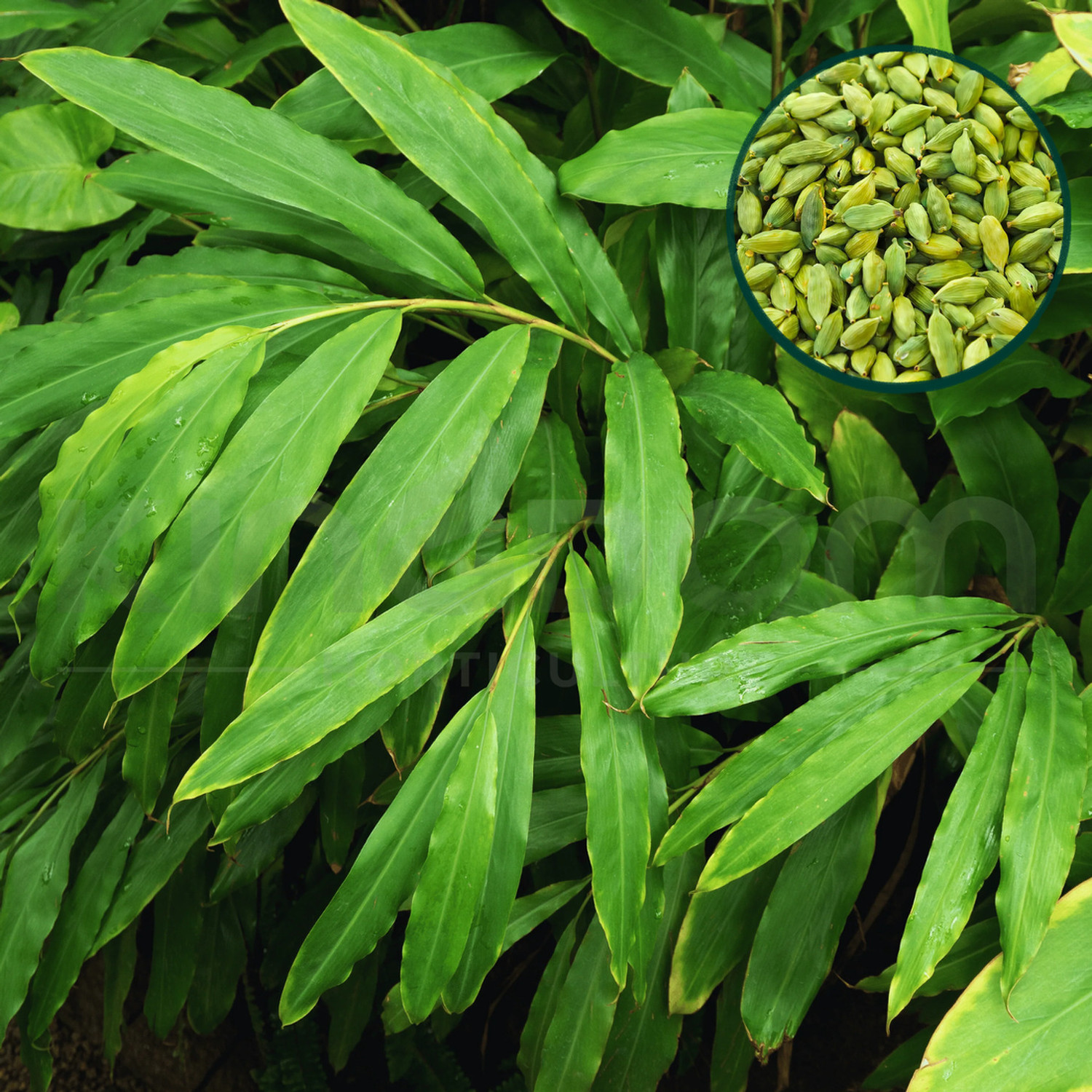 Image of GREENLEAVESSHOP Elaichi /Cardamom Plant sapling