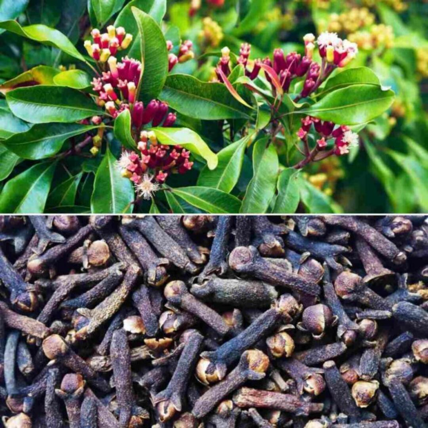 Image of Bhusshan Clove Plant sapling