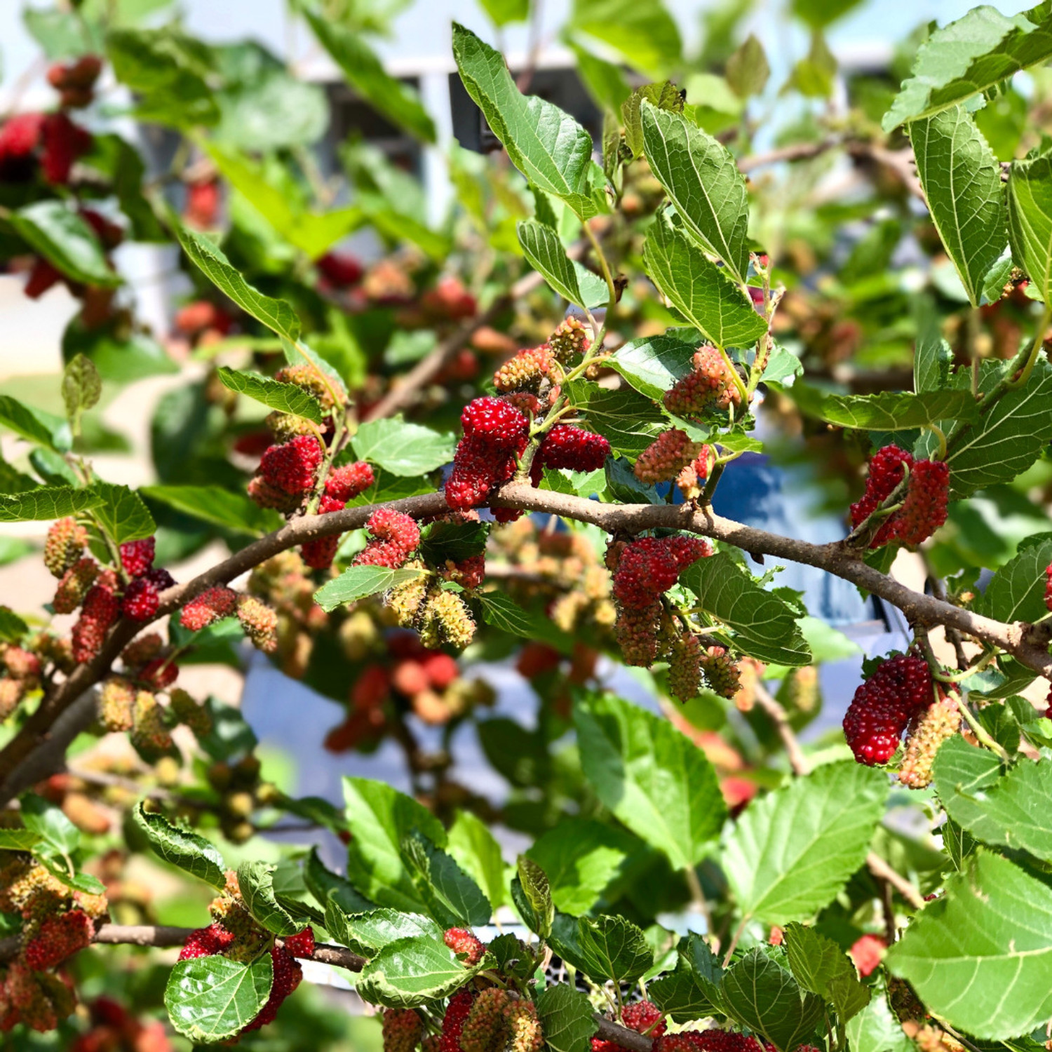 Image of GREENLEAVESSHOP Shahtoot /Mulberry Plant sapling