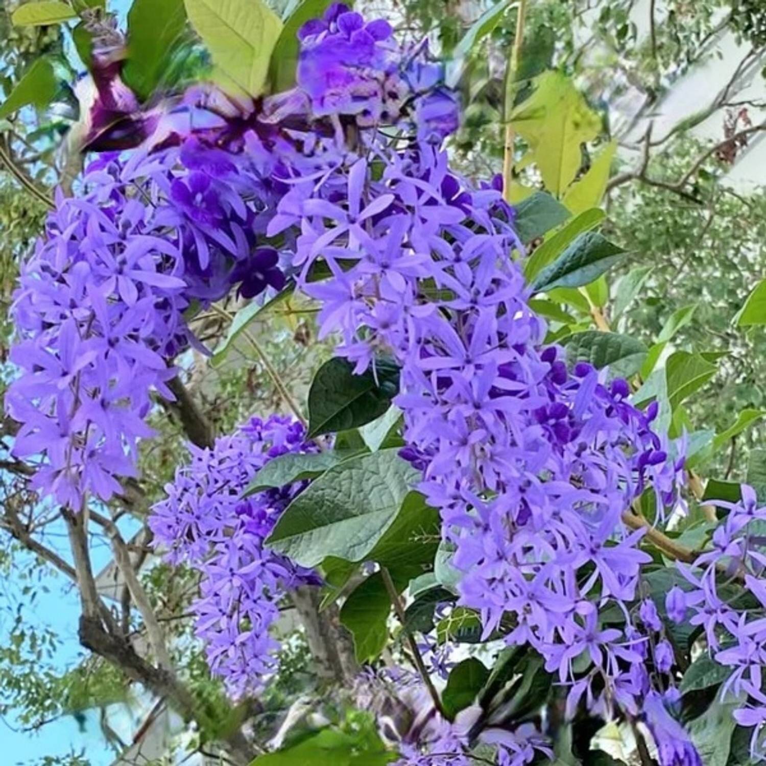 APOSOLUARD Sand Paper Tree Plant sapling