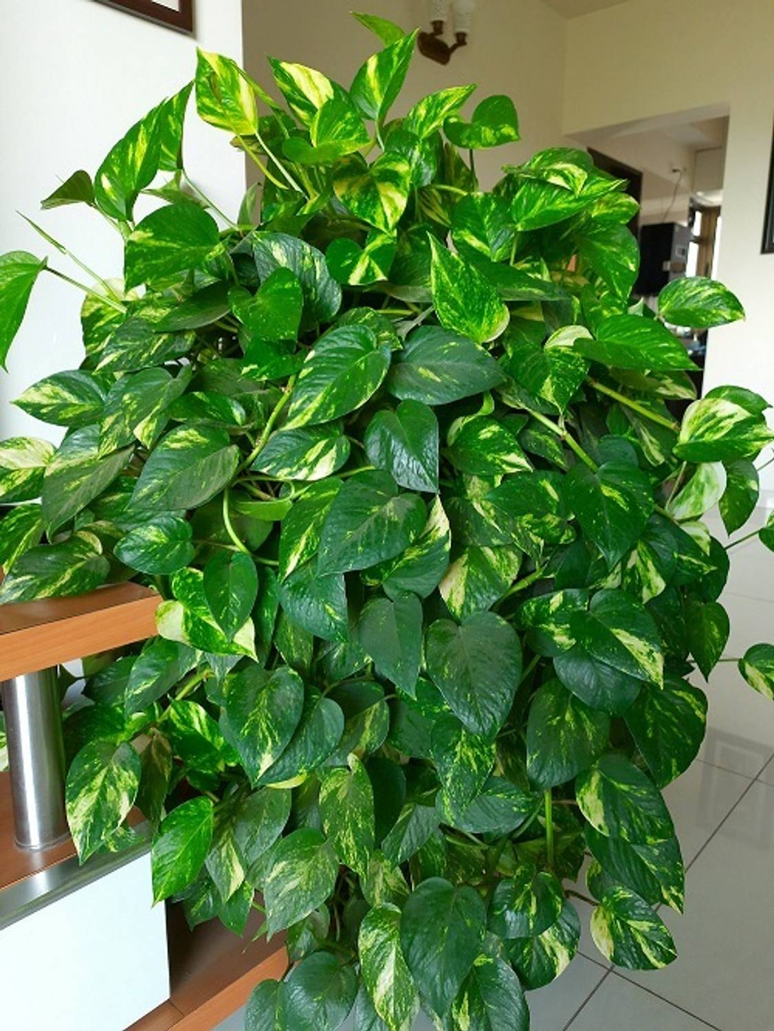 ALOCHUZ Money Plant sapling