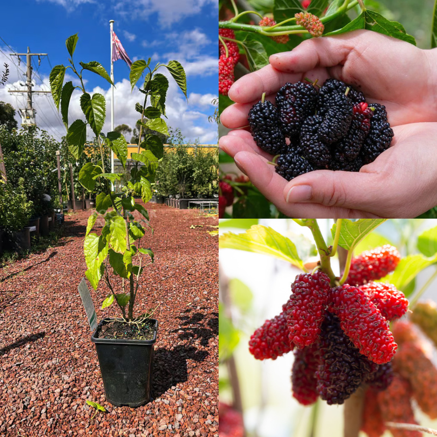 Image of GREENLEAVESSHOP Shahtoot /Mulberry Plant sapling