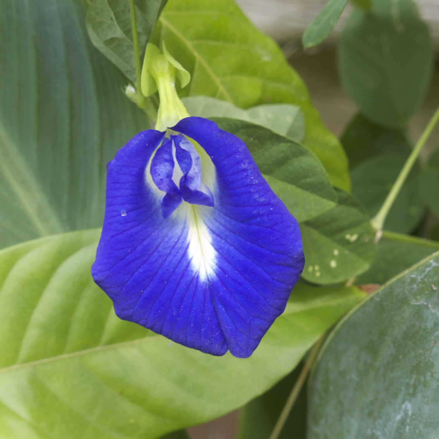Image of GREENLEAVESSHOP Aparajita / Butterfly Pea Plant sapling
