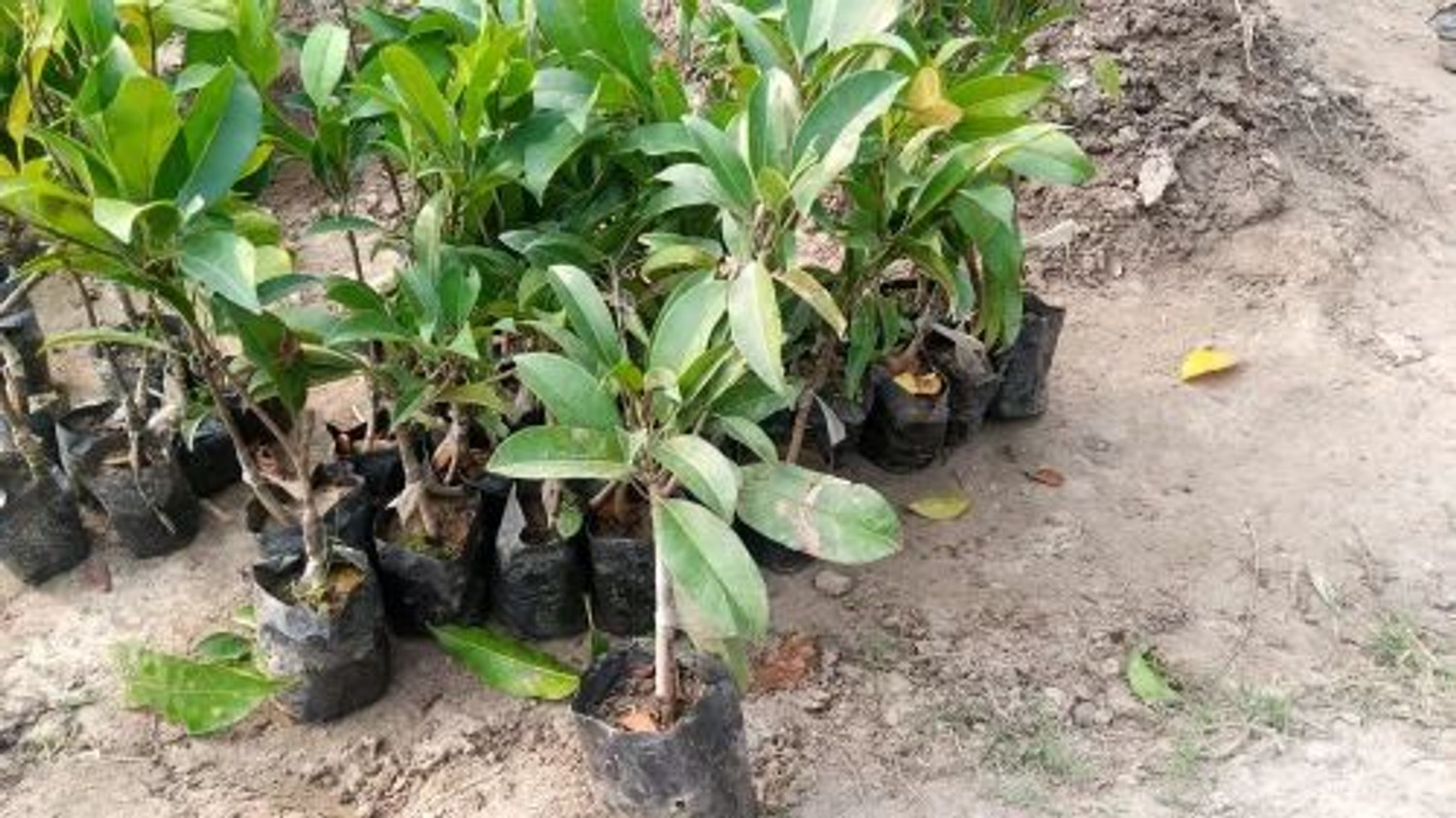 Image of EDEN OF EARTH Water Apple Red Plant