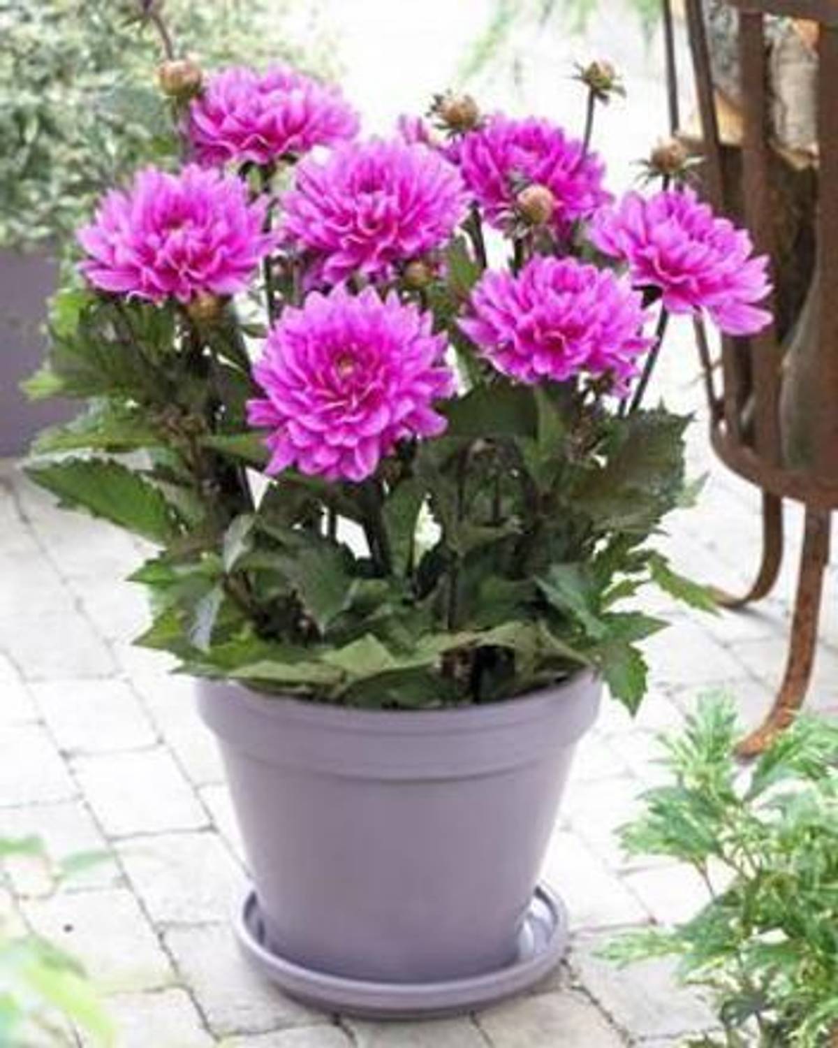 ABEFARIYA Dahlia Plant sapling