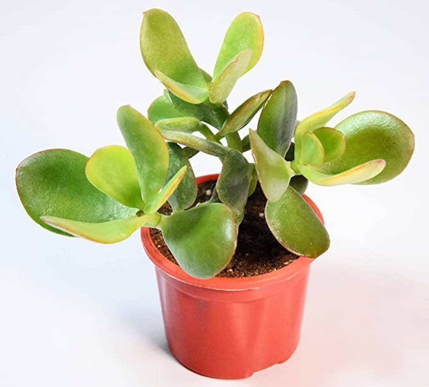 Agroholic Traders Crasulla Ovata Plant  sapling