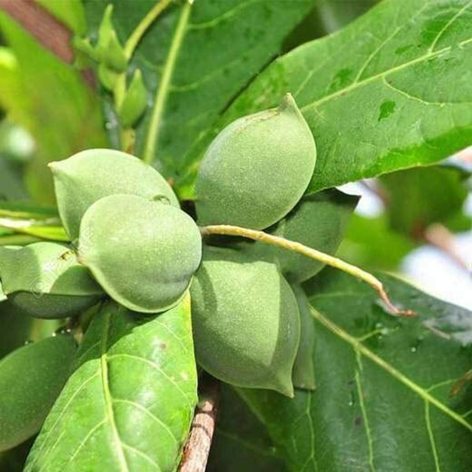 Agroholic Traders Almond Plant  sapling