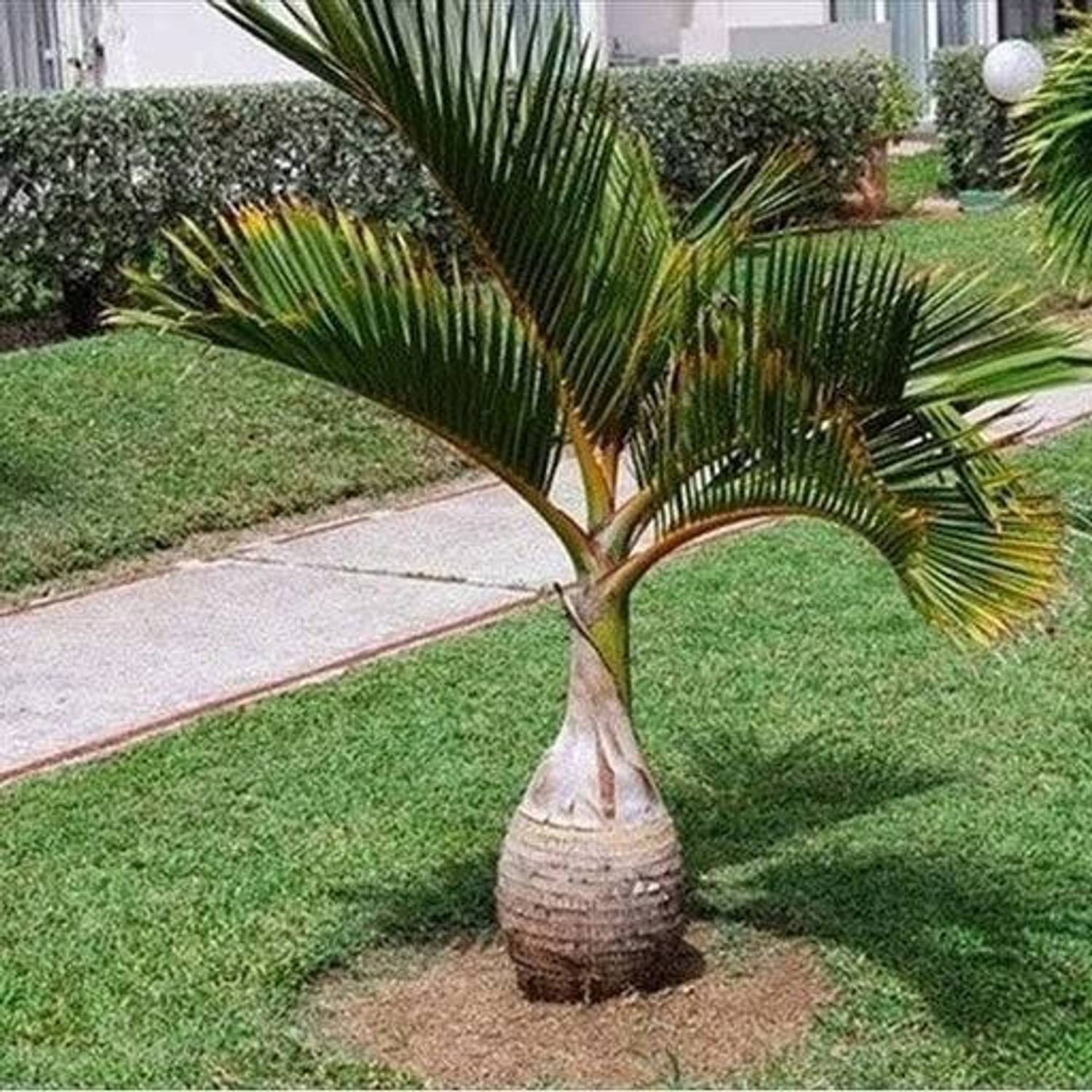 ARYAN EVERGREEN Table Palm Plant sapling