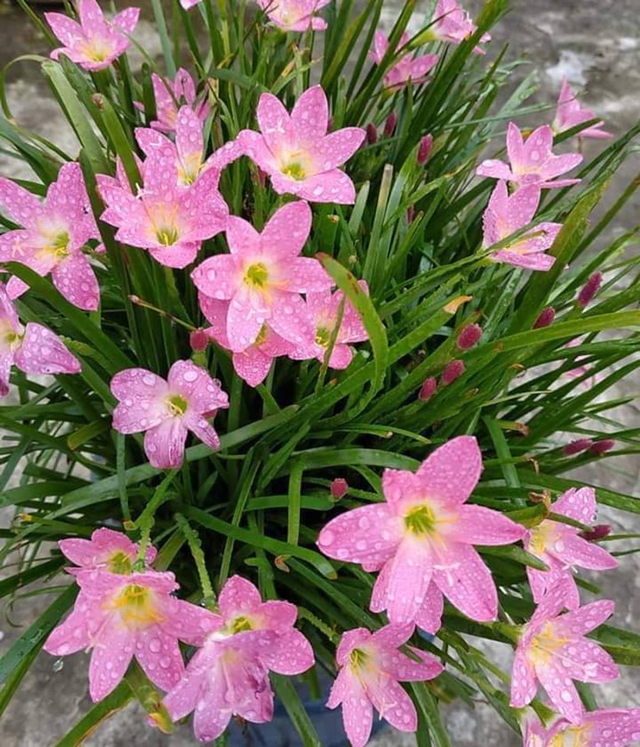 LILY Lily Plant Price in India - Buy LILY Lily Plant online at