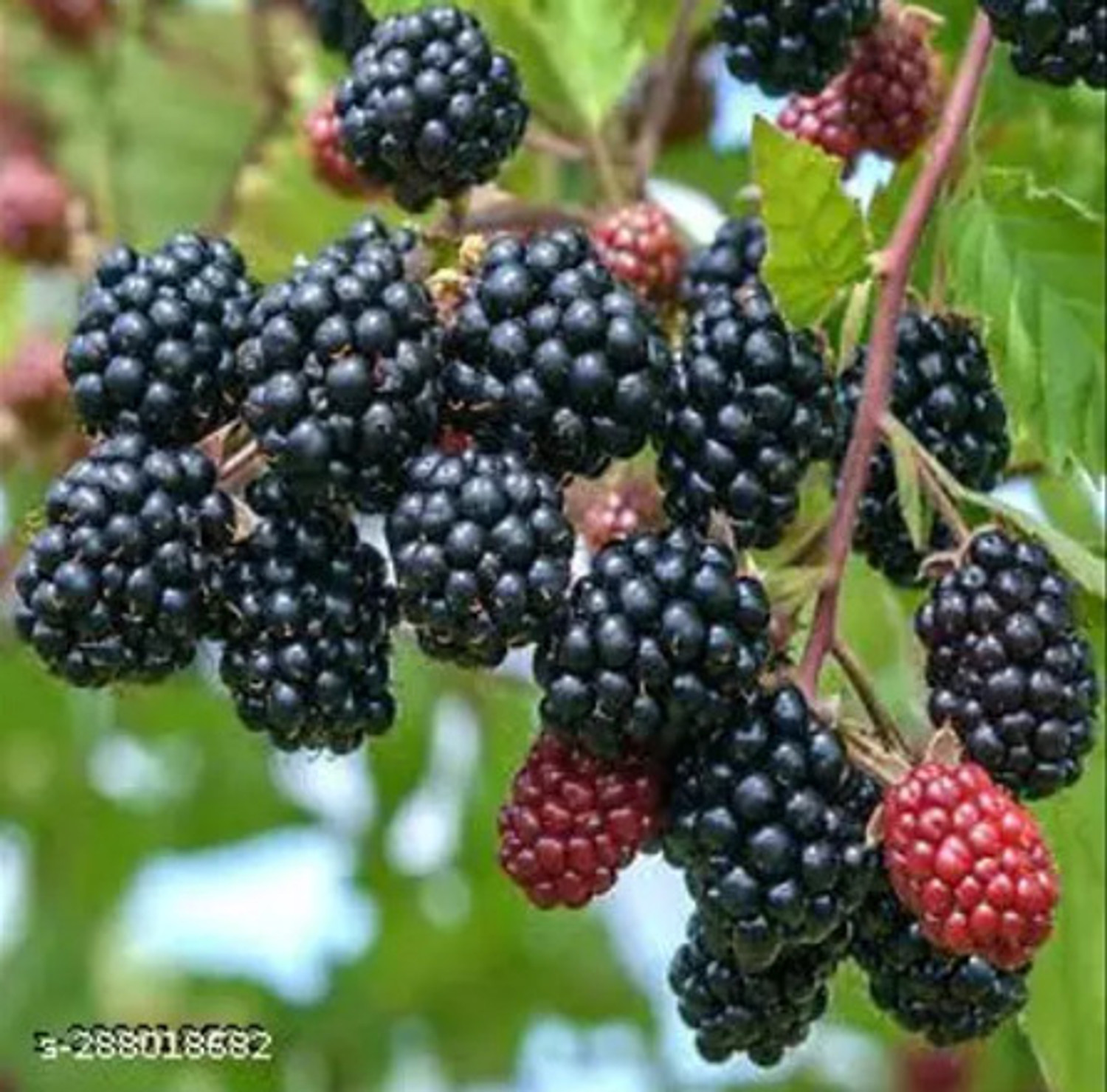 Image of Thiland Shahtoot /Mulberry Plant sapling