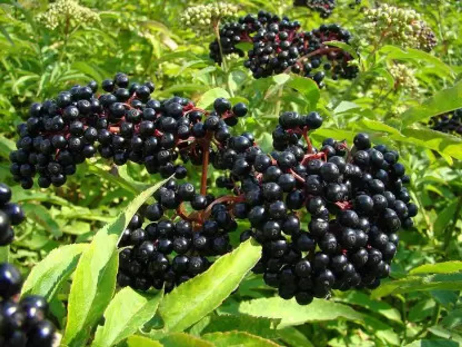 alive hub Berry Plant  sapling