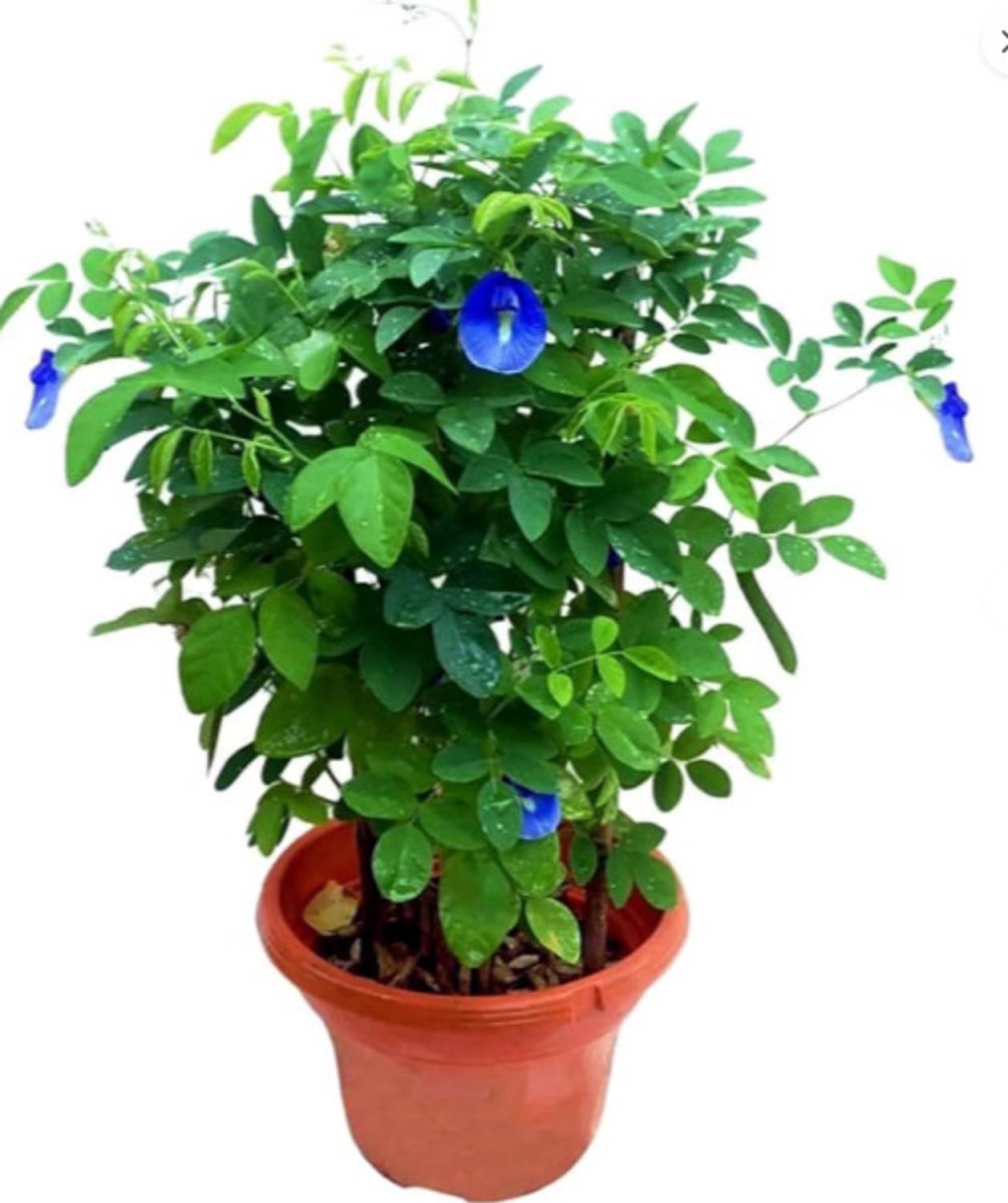 Aparajita Aparajita/ Butterfly Pea Plant  sapling