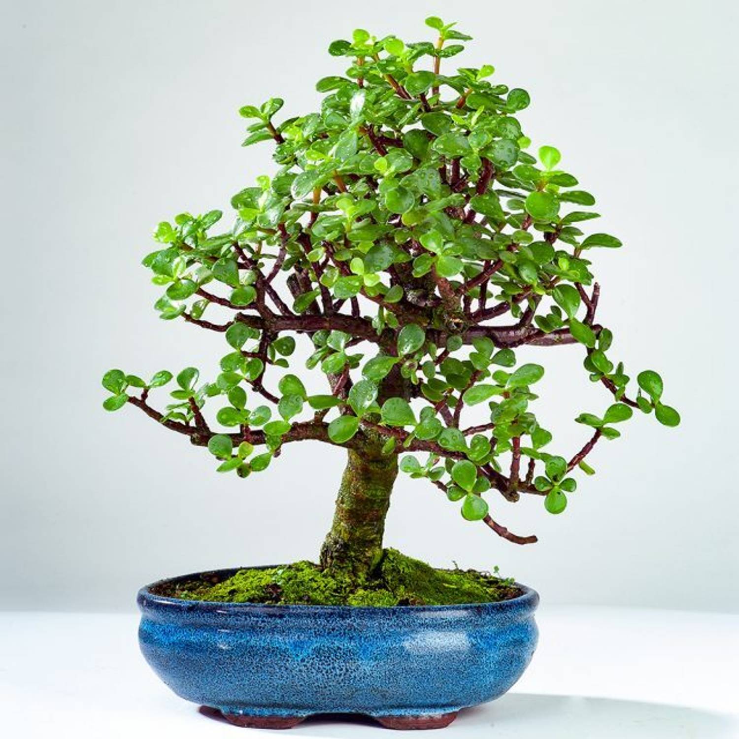 BloomShadow Jade Plant sapling