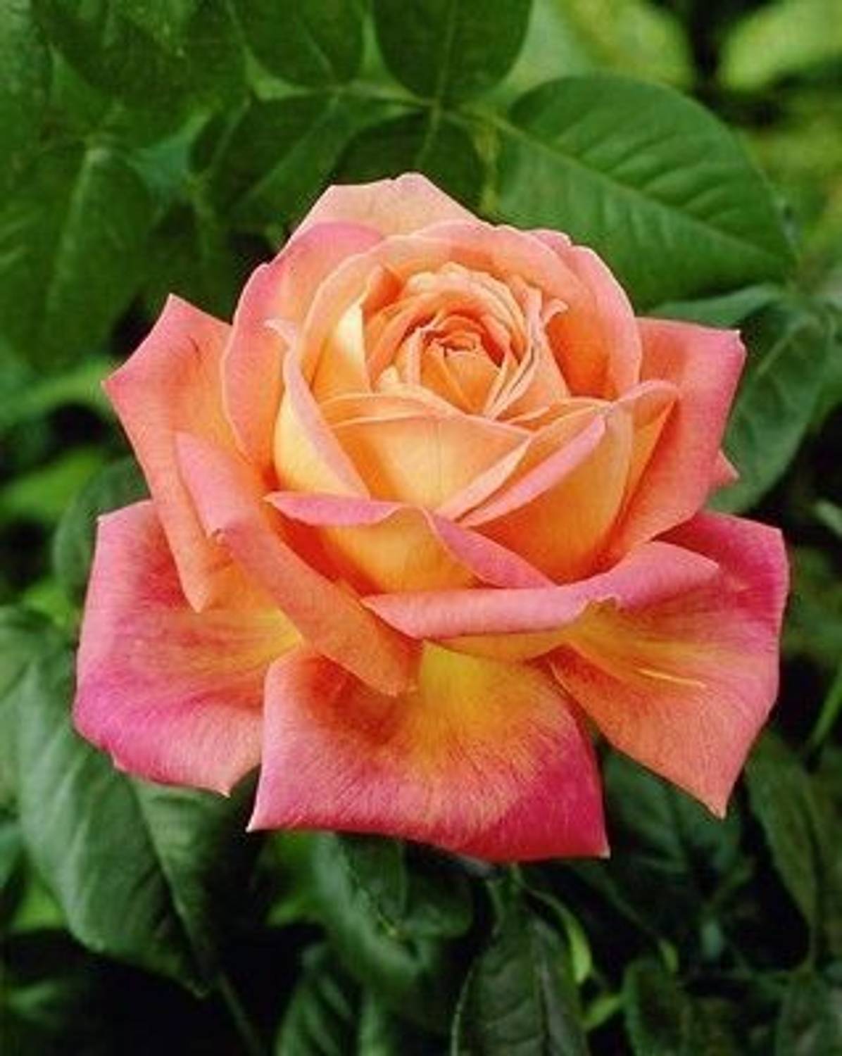 Agacha Rose Plant sapling