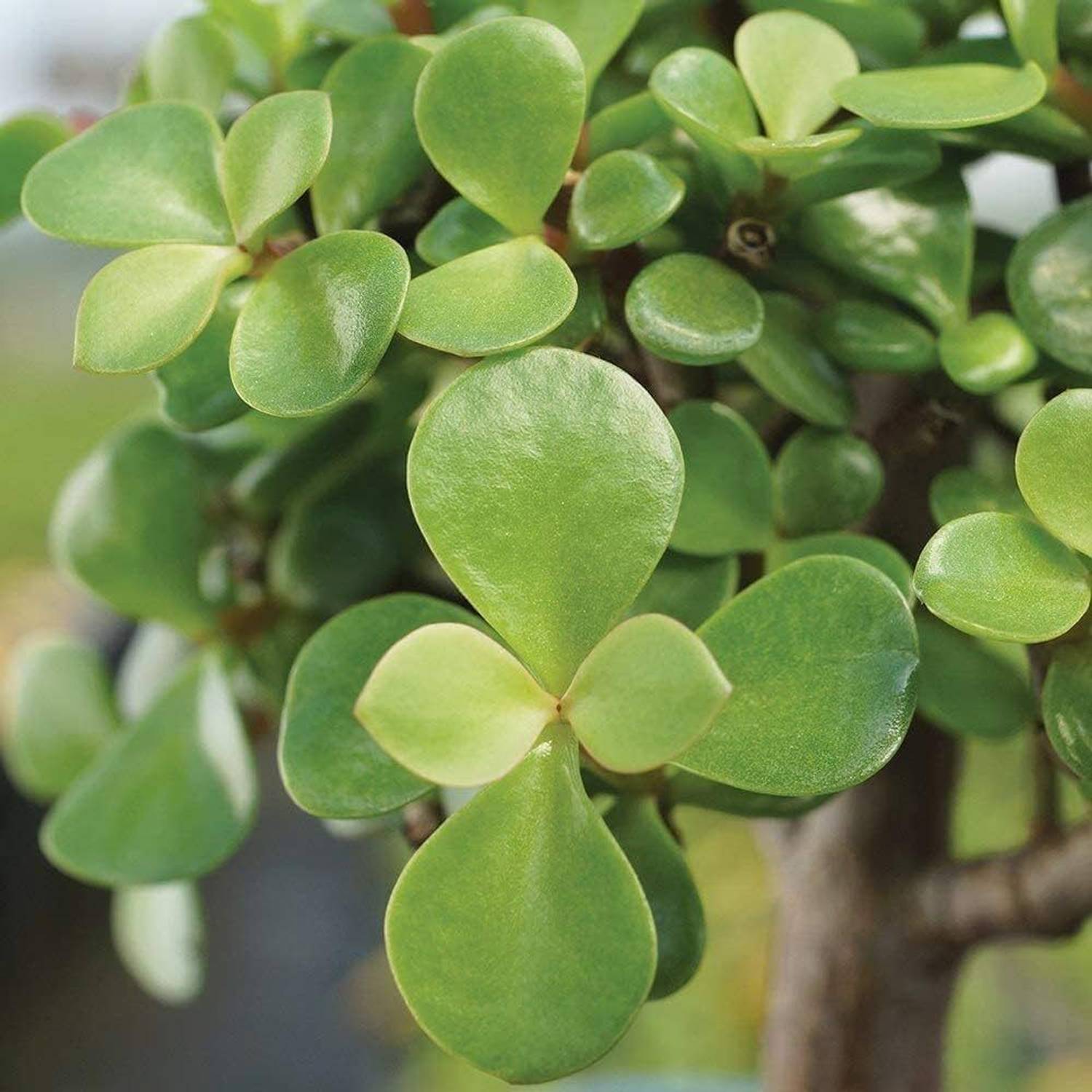 KTPLANTS ZZ Plant Price in India - Buy KTPLANTS ZZ Plant online at