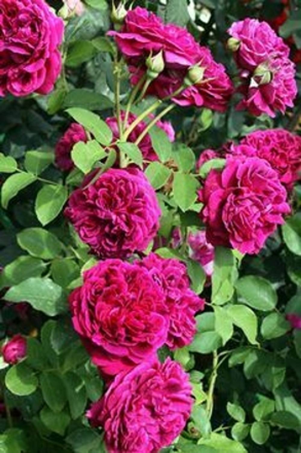 ndebnathnursery Rosemary Plant Price in India - Buy