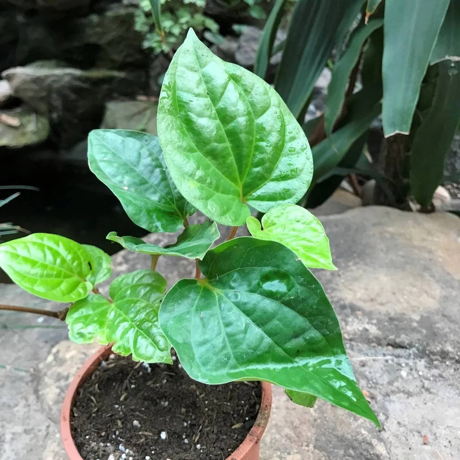 grow a jalapeno plant Pepper Joe's Giant Jalapeno Pepper Seeds