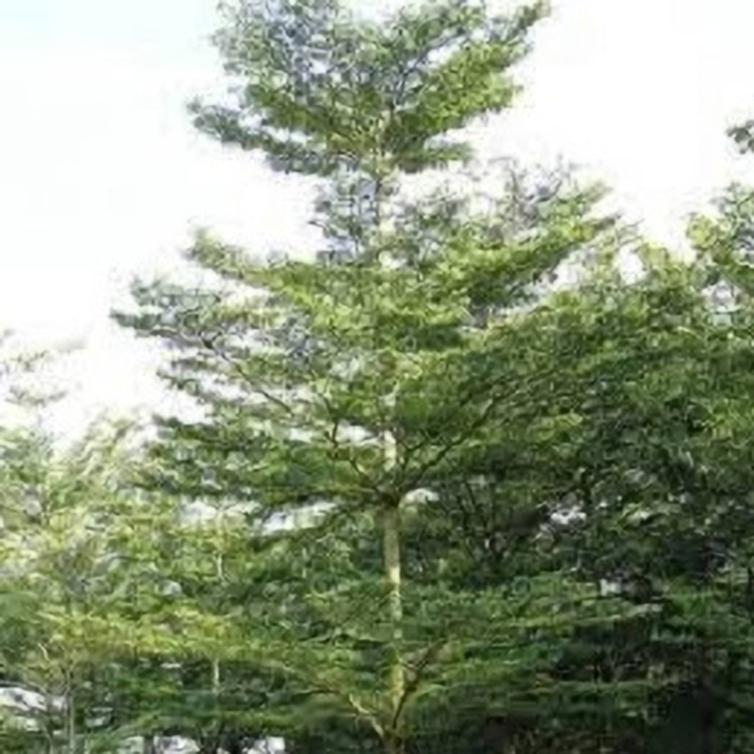 AICHPLANTSEED Terminalia/Arjuna Plant  sapling