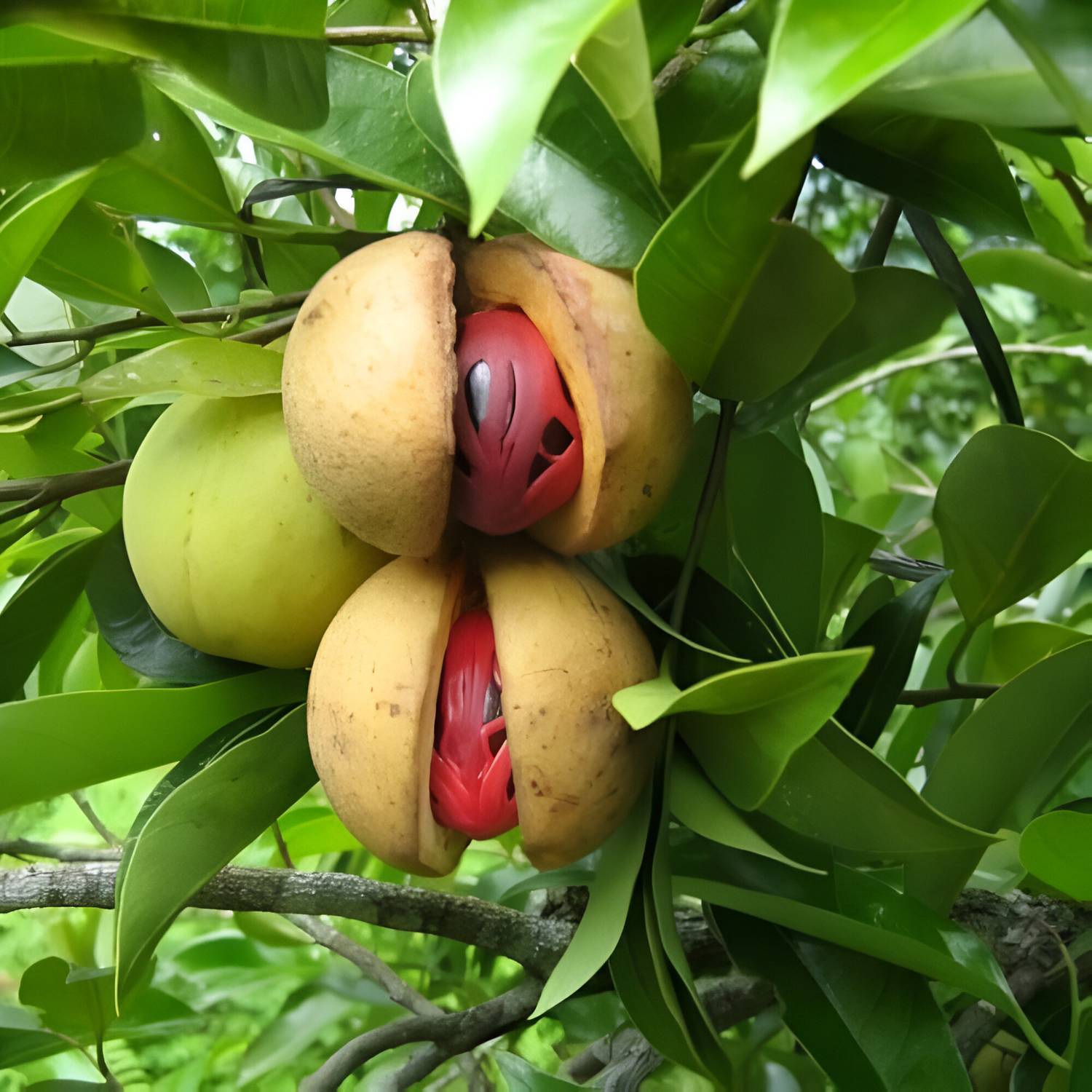 ABEFARIYA Nutmeg Plant  sapling