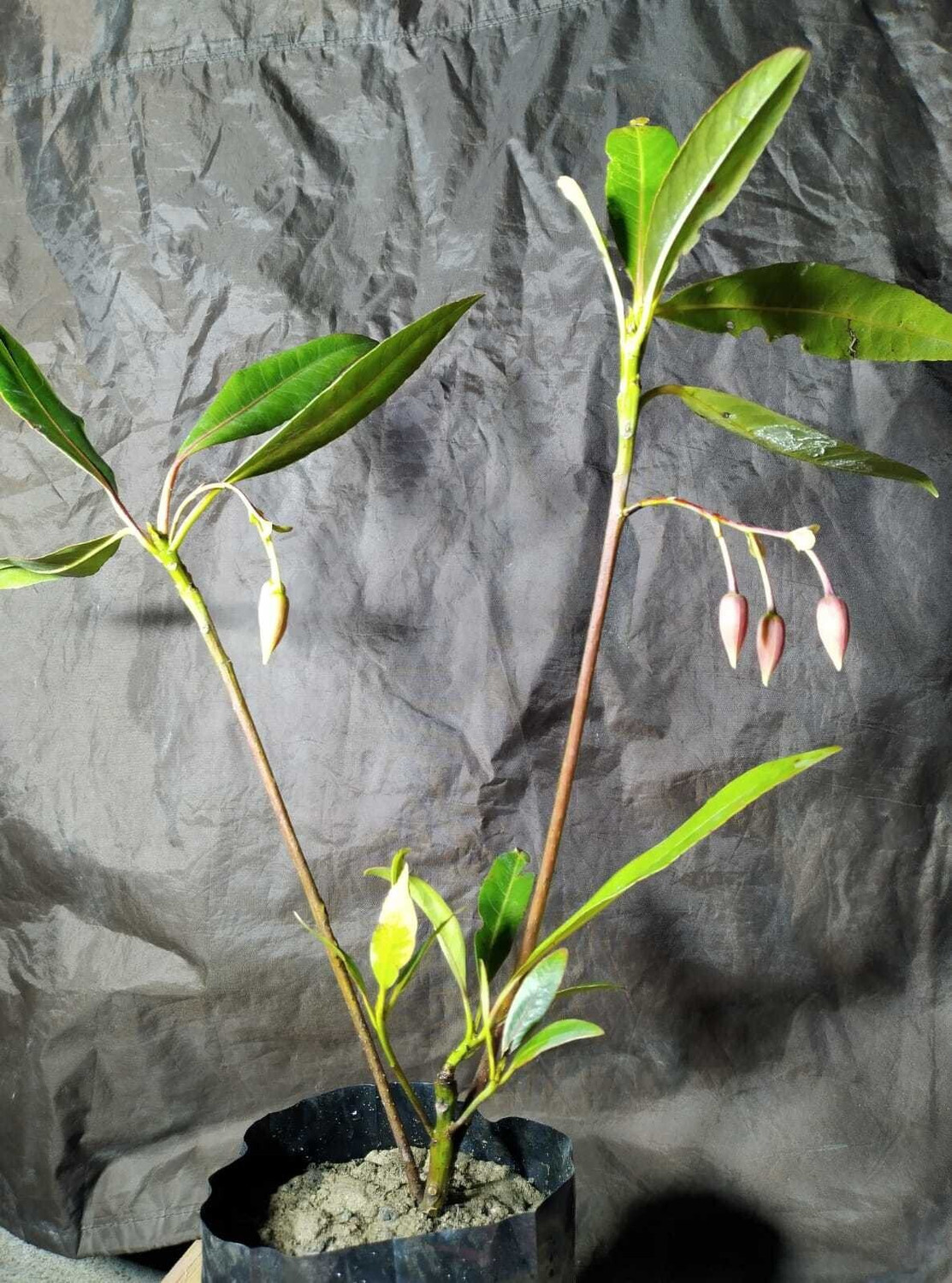 Image of Cloud Farm Rudraksha Plant sapling