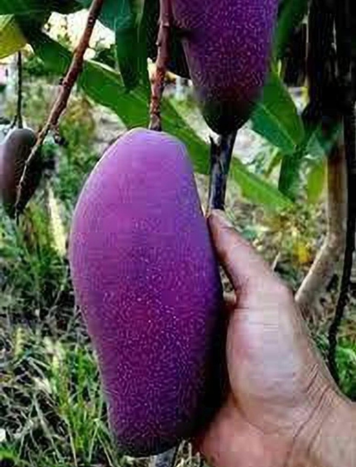 Image of Miyazaki Mango Plant sapling