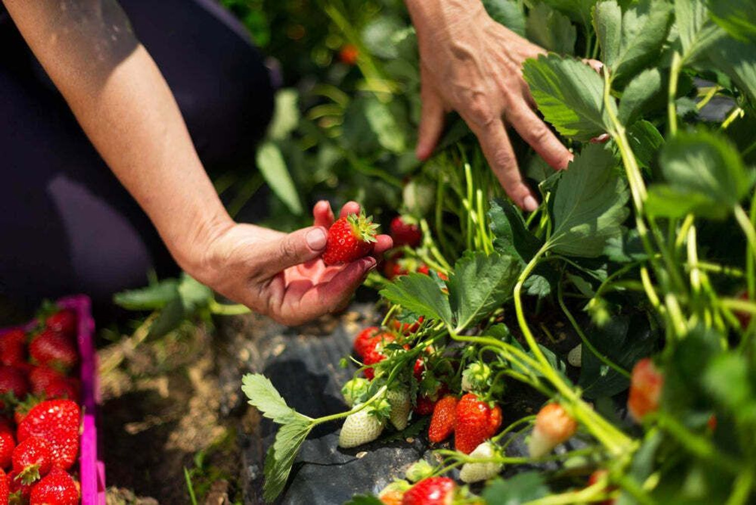 Image of Wrenna Strawberry Plant