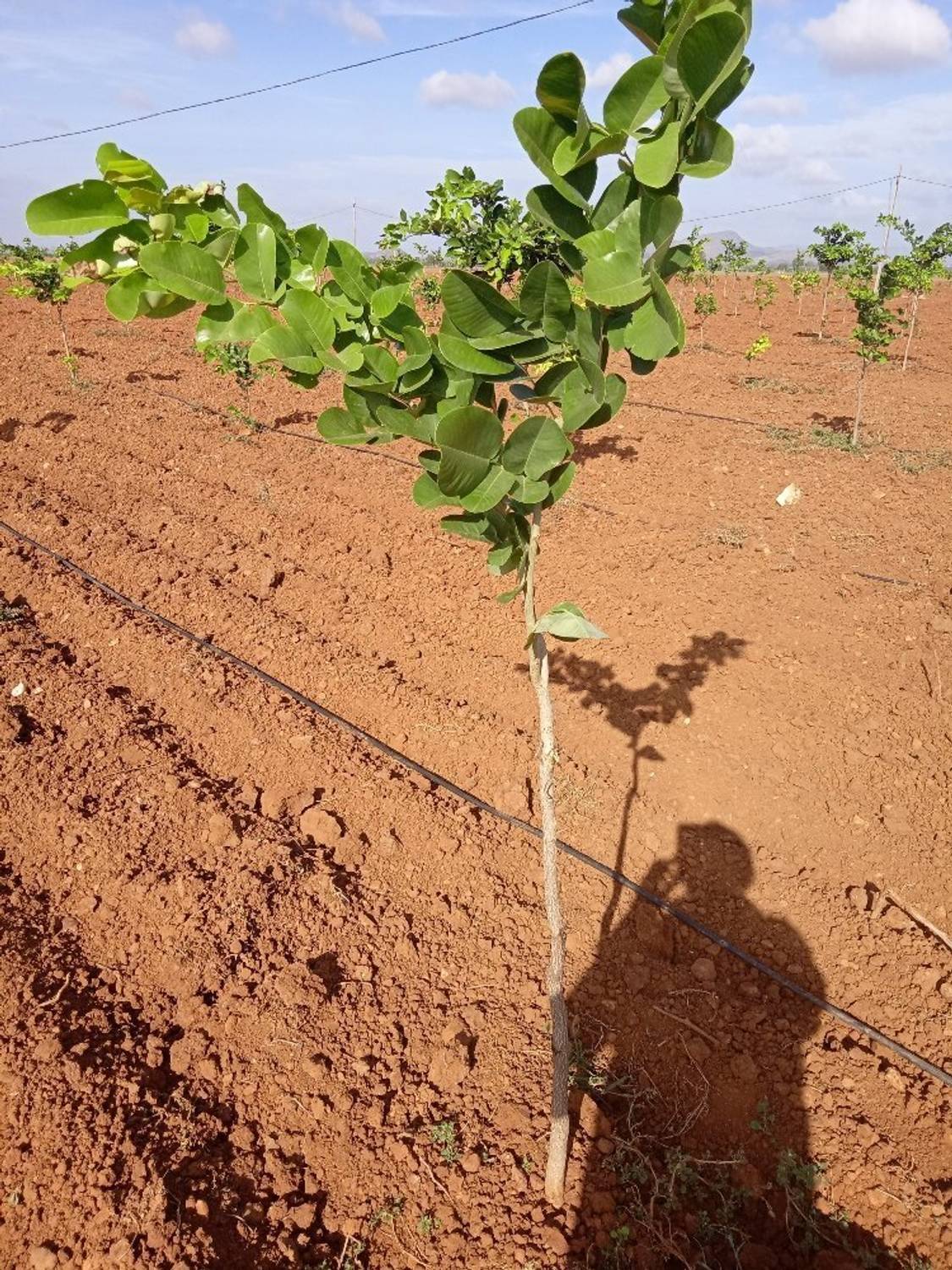 ABEFARIYA Red Sandalwood Plant sapling