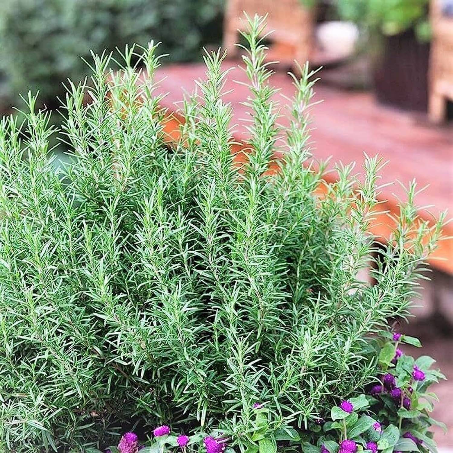 GreensFord Rosemary Plant Price in India - Buy GreensFord Rosemary