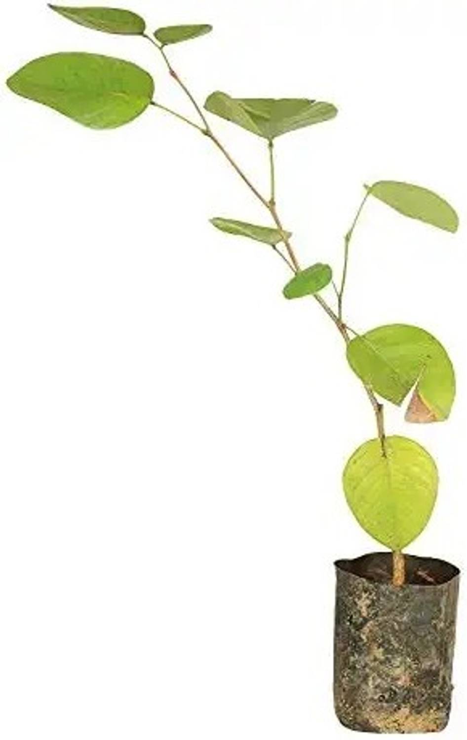 AIP Red Sandalwood Plant sapling