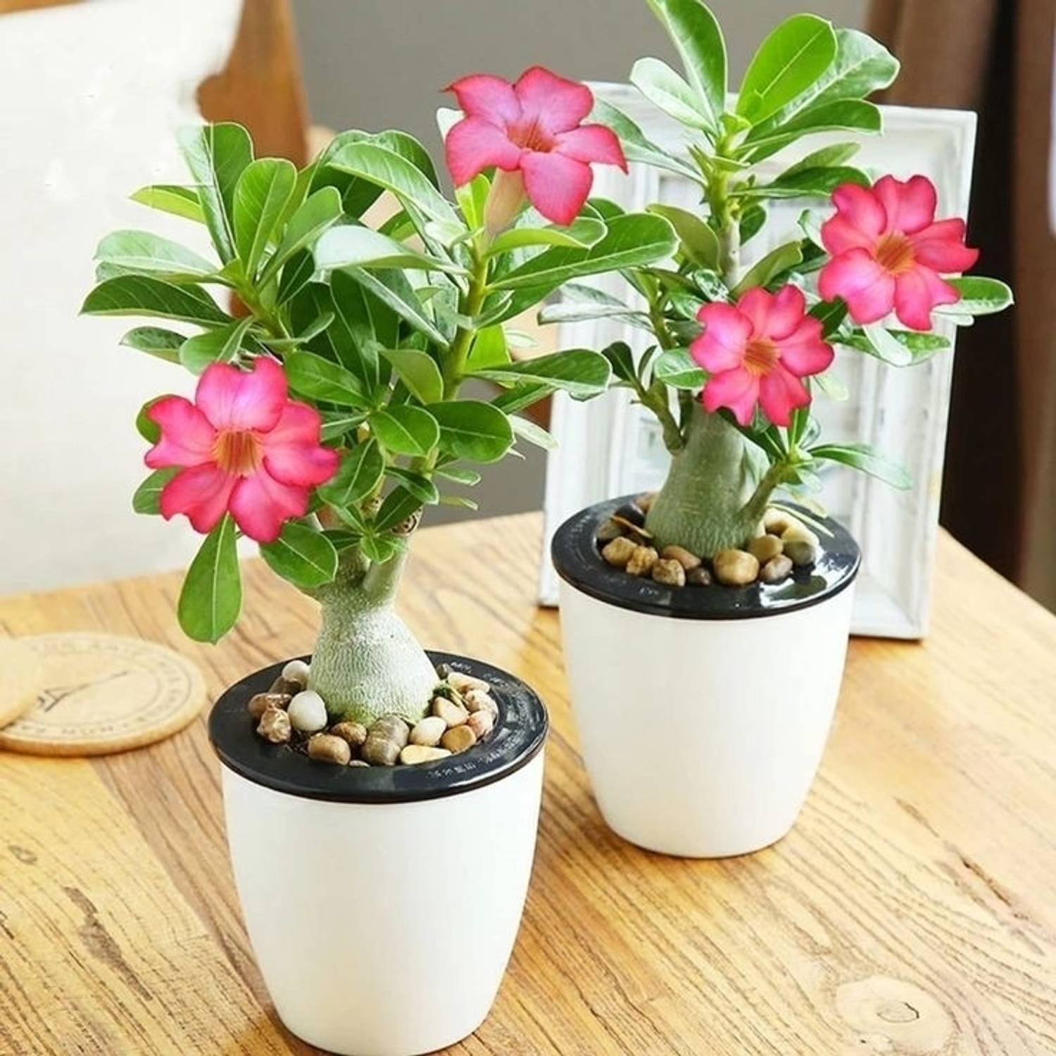adenium Adenium Plant  sapling