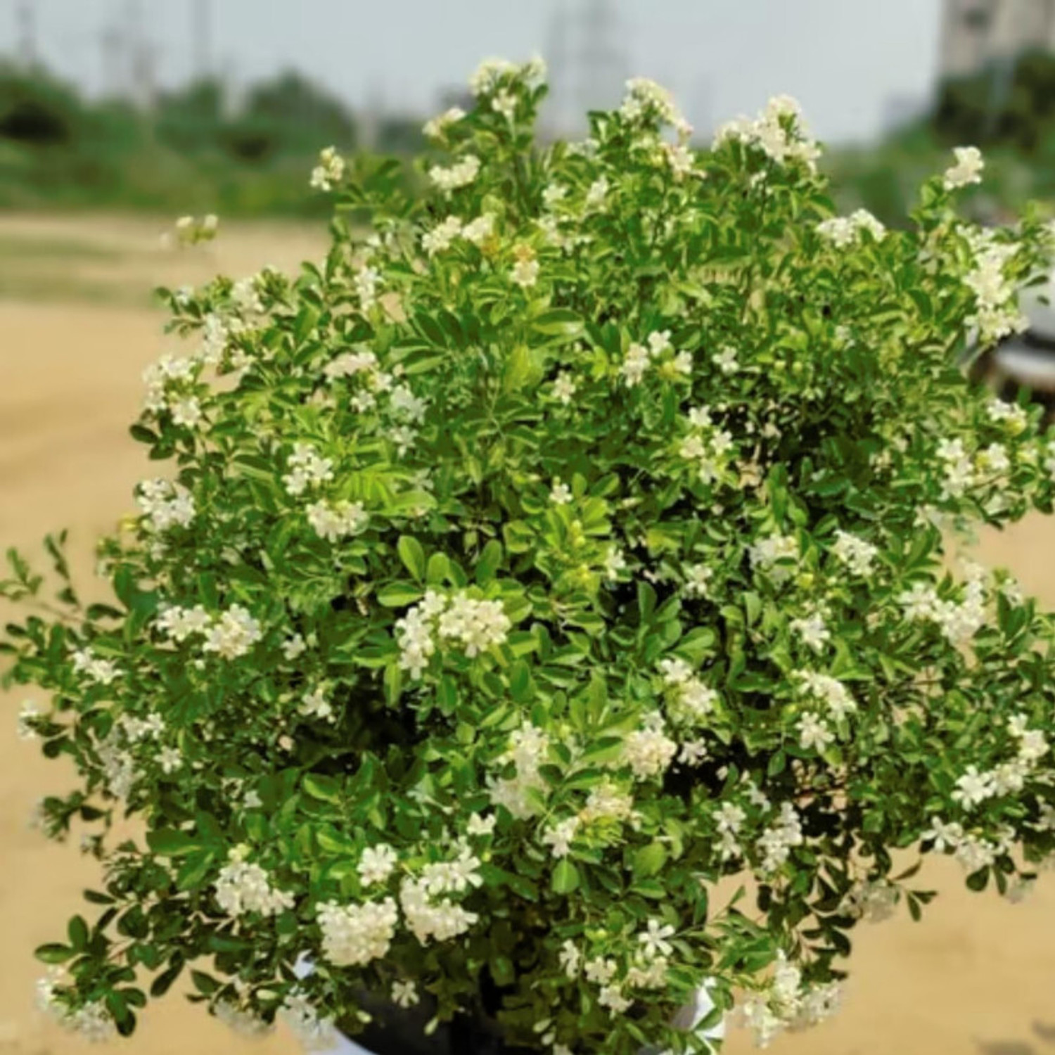 Image of FELCHARIES Madhu Kamini Plant