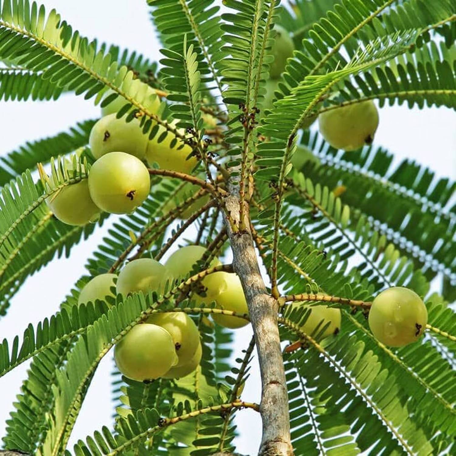 AICHPLANTSEED Amla Plant sapling