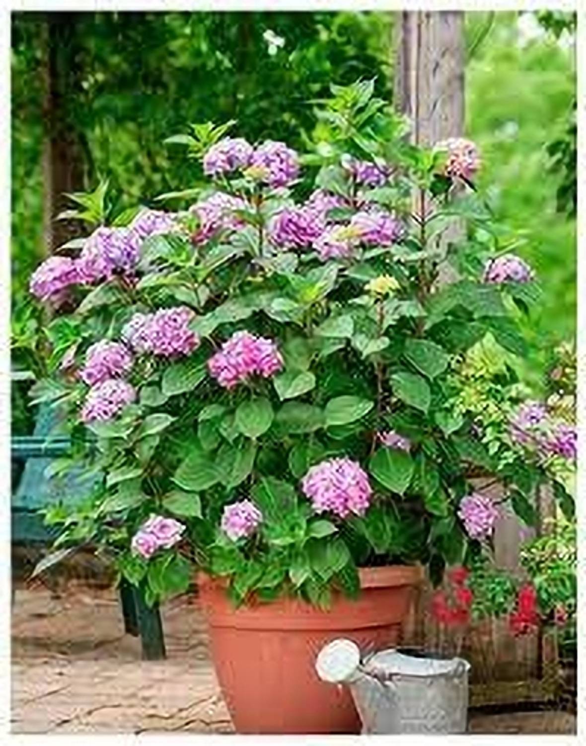 no-annual-yes-hydrangea-1-