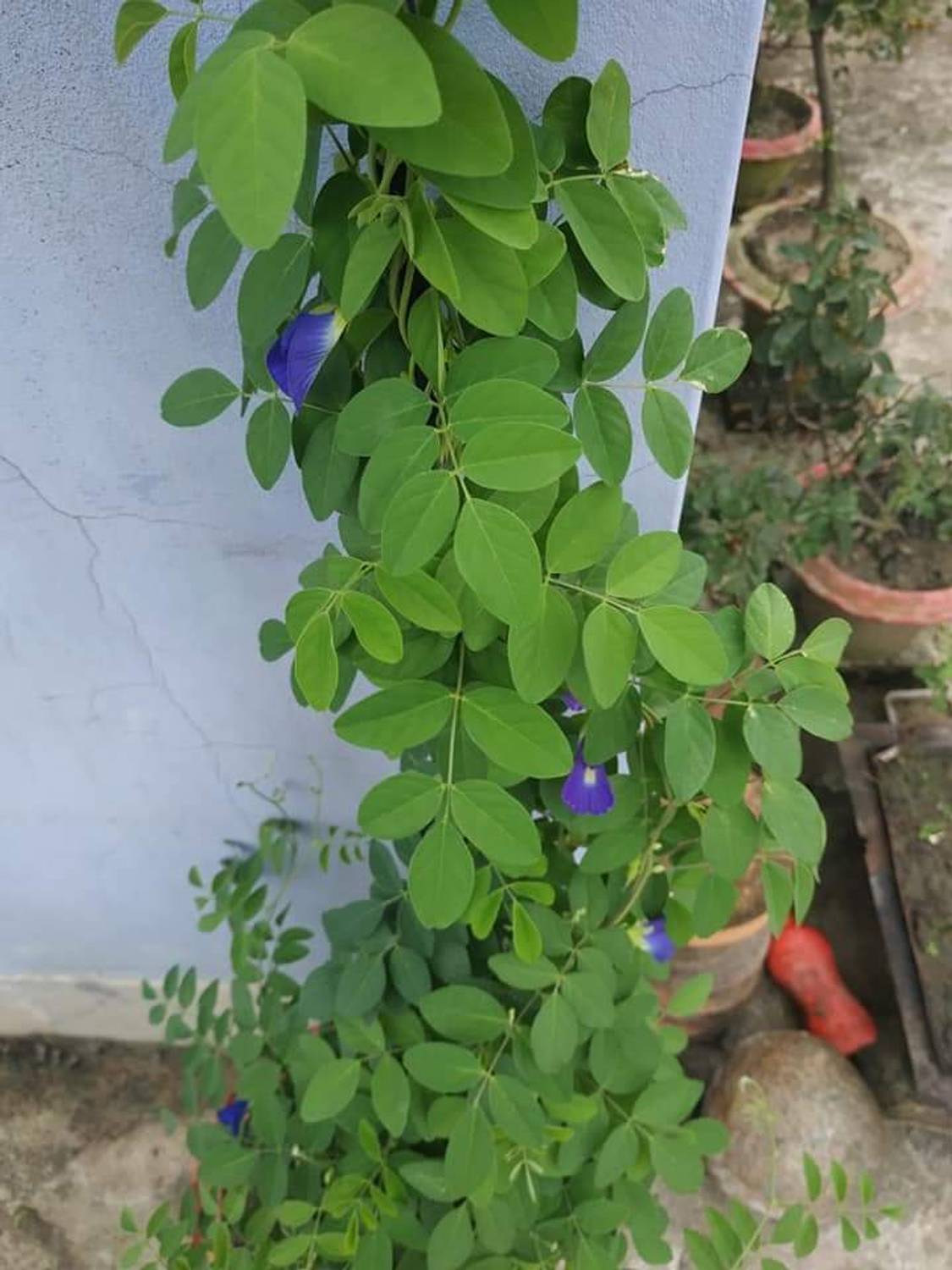 Aparajita Aparajita/ Butterfly Pea Plant  sapling