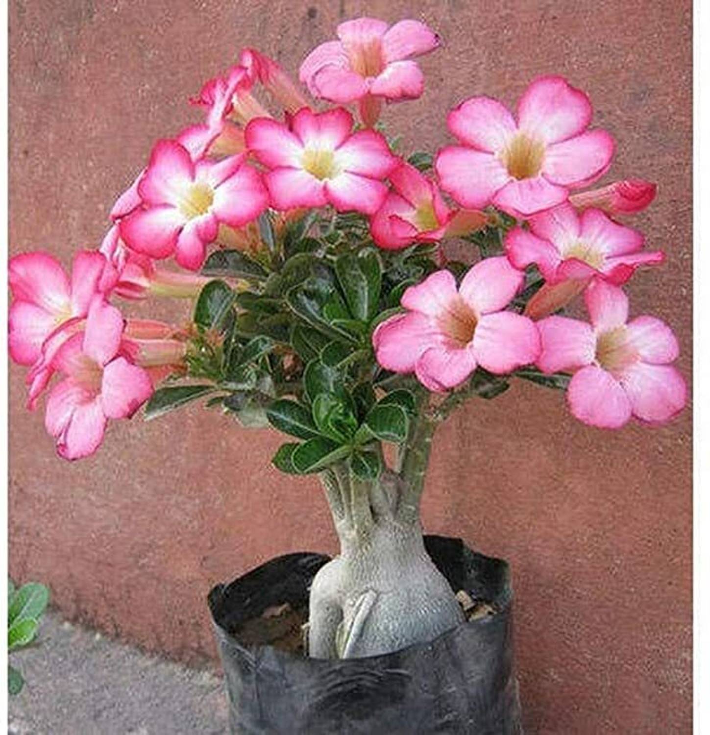 Agroholic Traders Adenium Plant  sapling