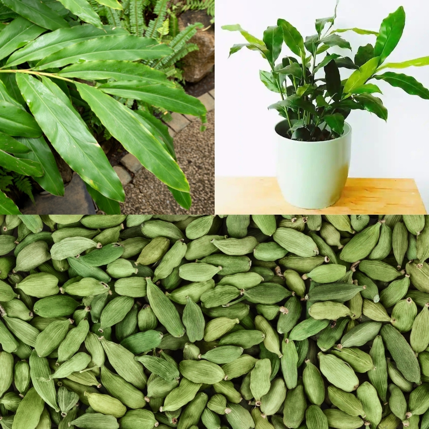 Image of GREENLEAVESSHOP Elaichi /Cardamom Plant sapling