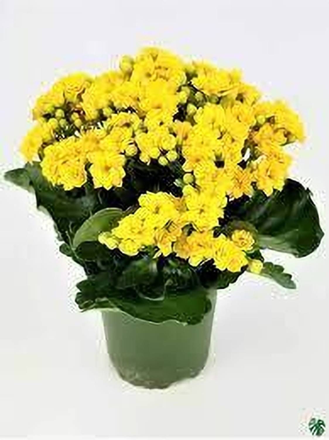 ABEFARIYA Kalanchoe Plant sapling